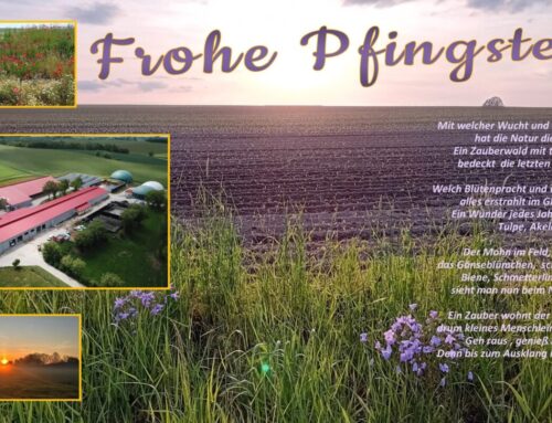 Pfingstzeit – Wonnezeit…